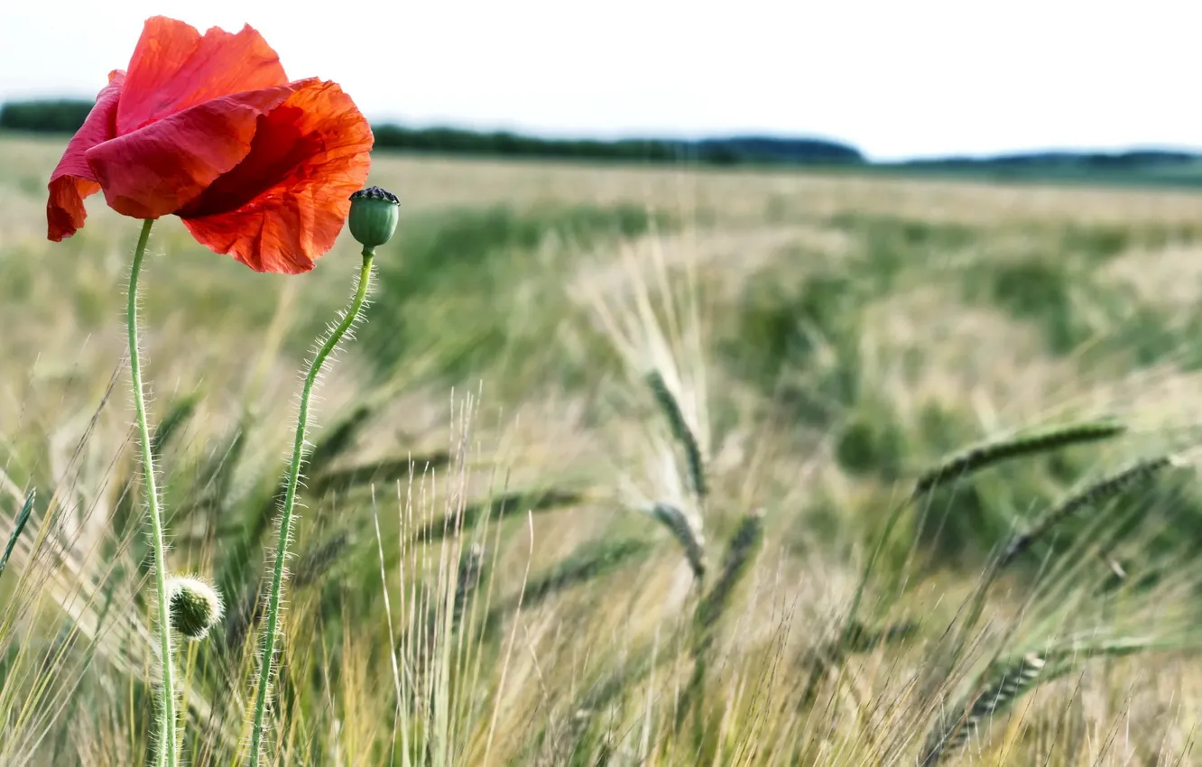 Photo wallpaper field, summer, nature, Mac