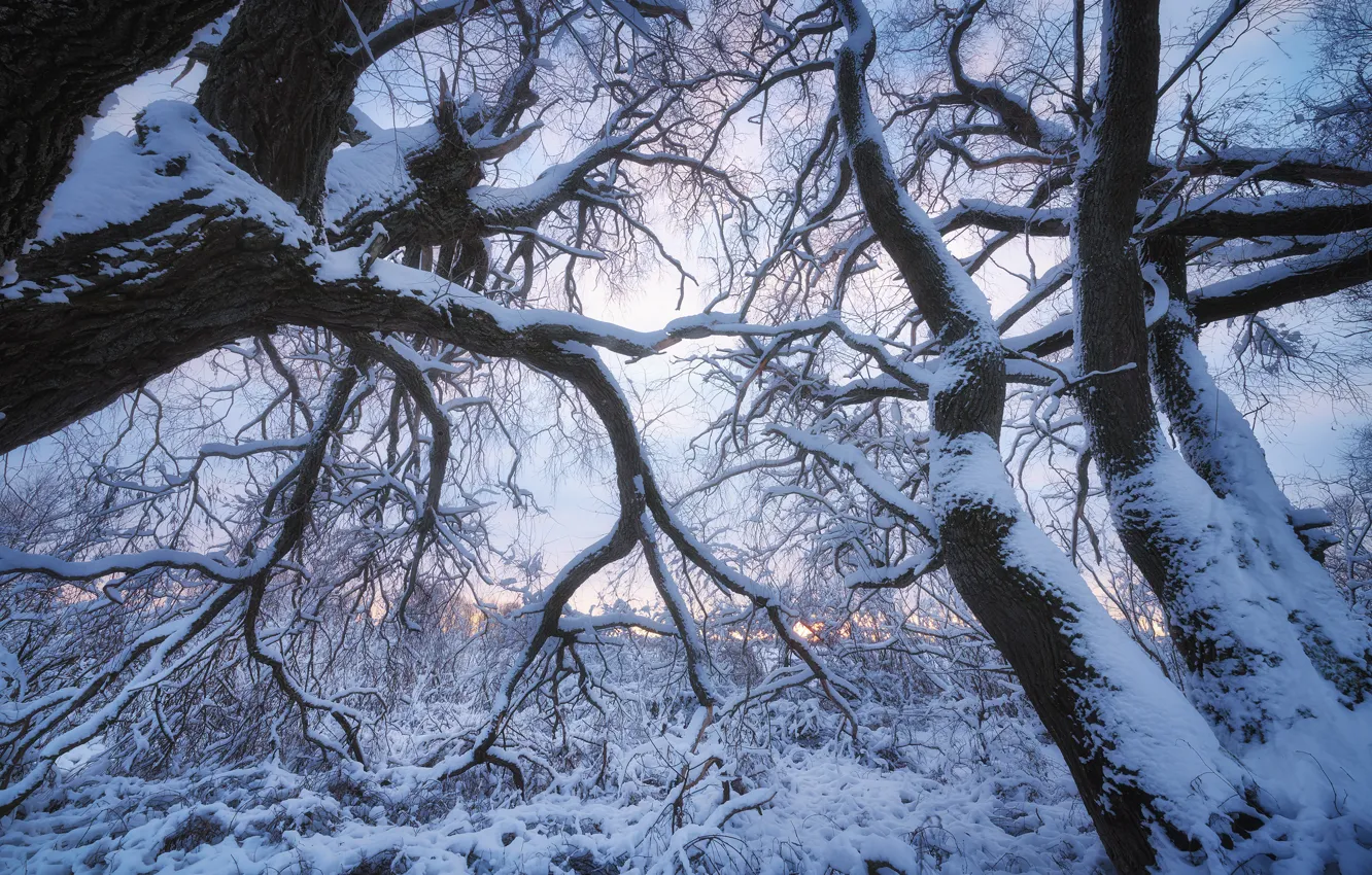 Photo wallpaper winter, snow, trees, branches, nature