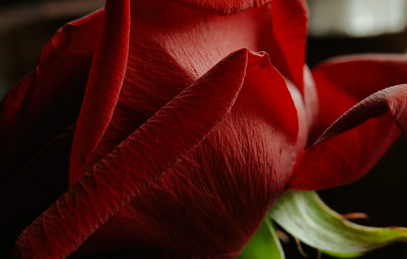 Photo wallpaper macro, petals, red rose, flower, Red rose
