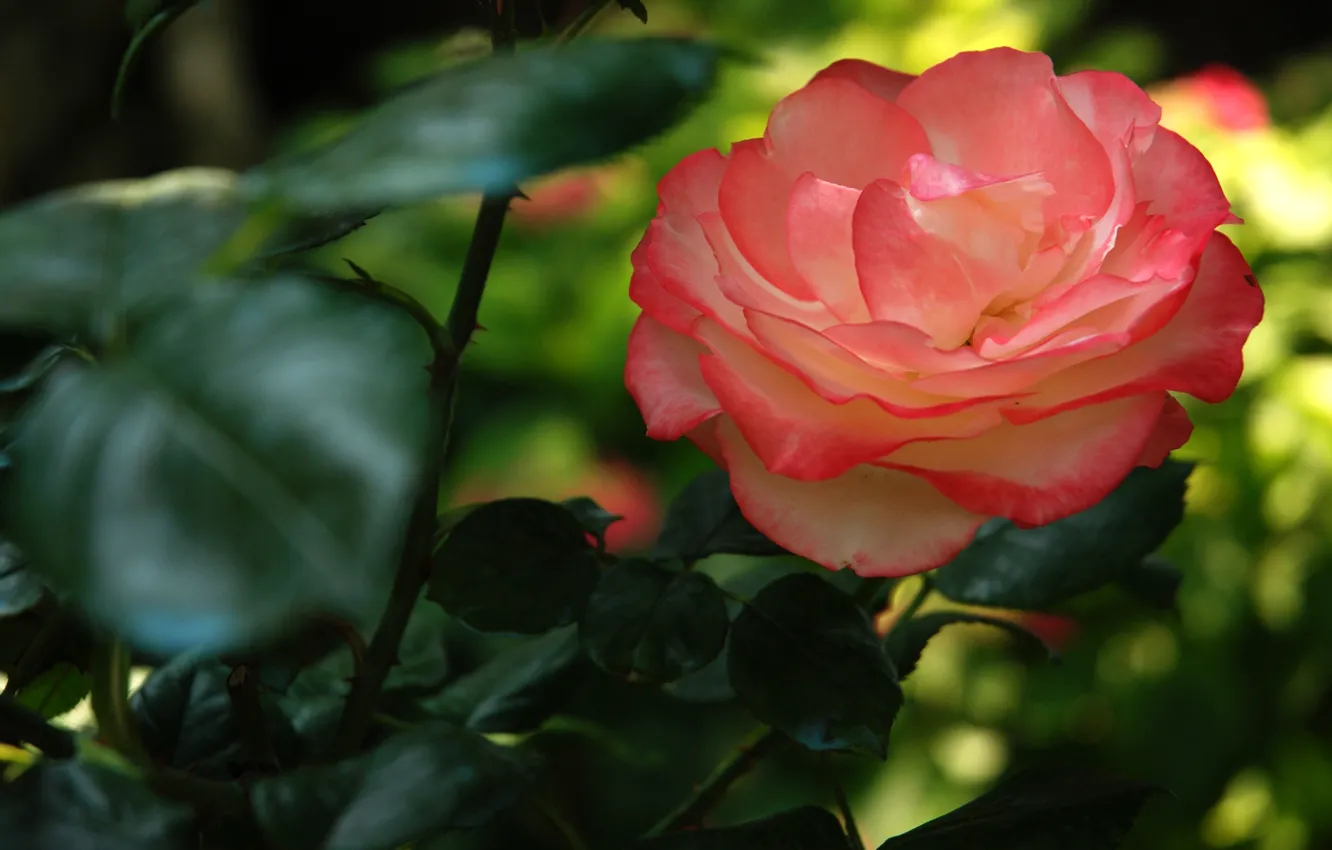 Photo wallpaper leaves, flowers, the dark background, roses, petals, garden, pink, blurry