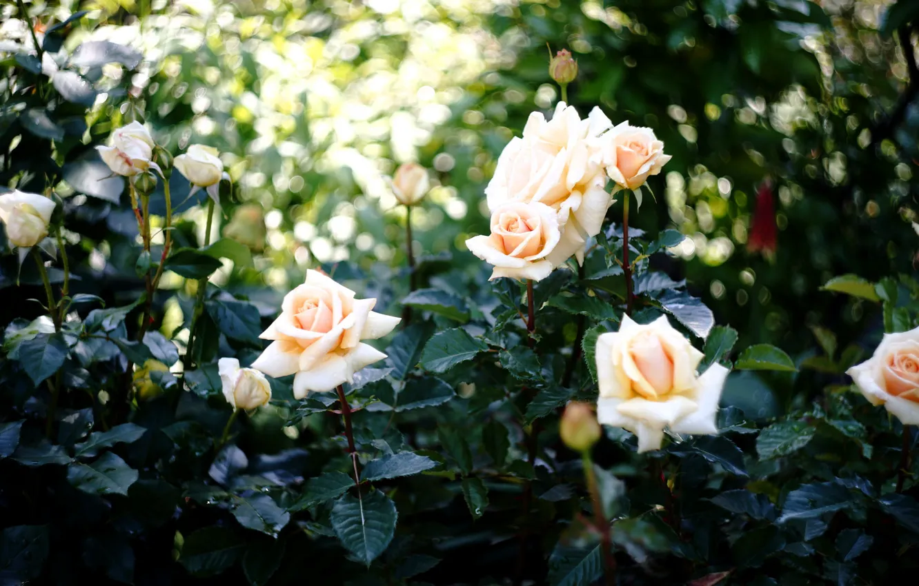 Photo wallpaper roses, cream, buds