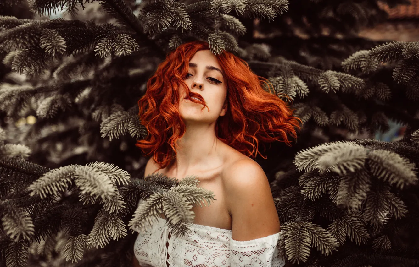 Wallpaper redhead, Christmas trees, needles, Holly Rose Stones for mobile and desktop, section