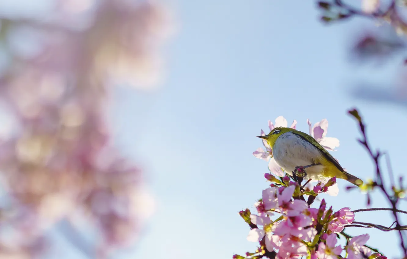 Photo wallpaper background, bird, Sakura