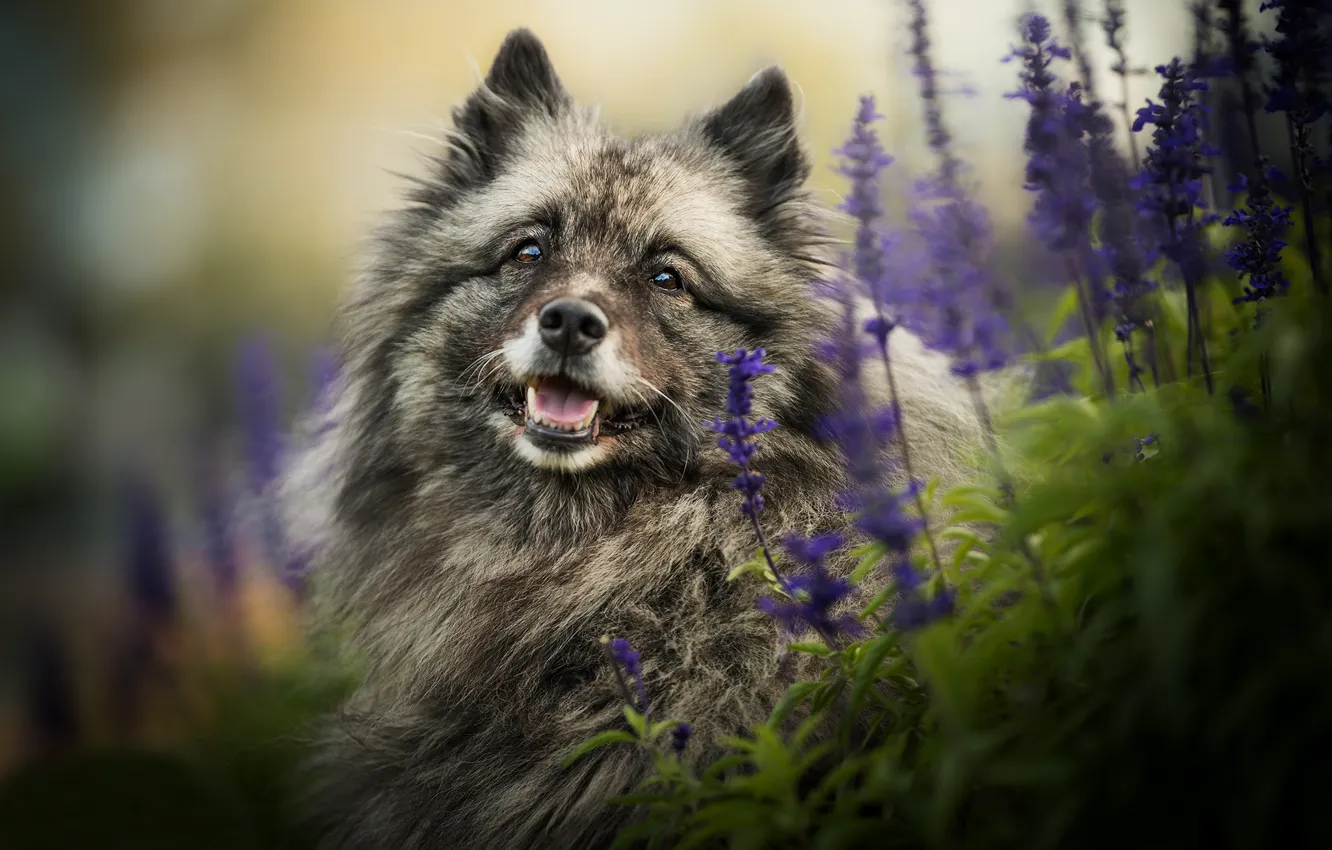 Photo wallpaper look, flowers, dog, lavender, The Keeshond, Wolfspitz