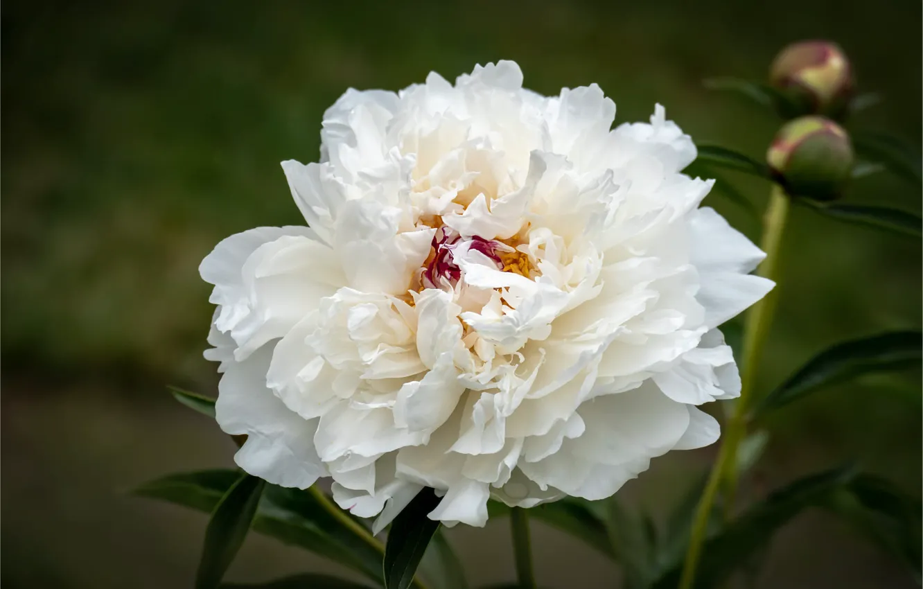 Photo wallpaper white, flowers, peonies