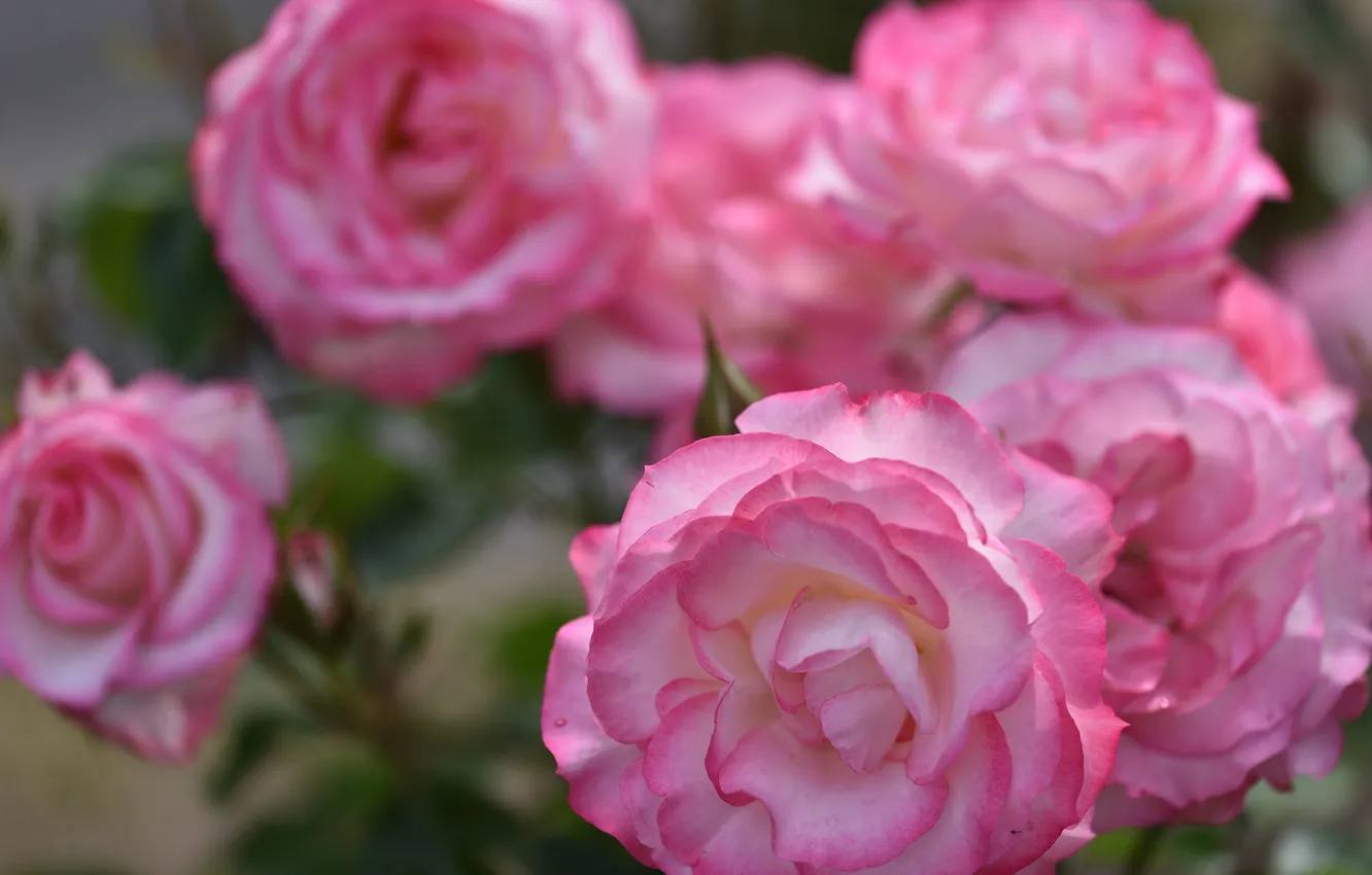 Photo wallpaper flowers, roses, garden, pink