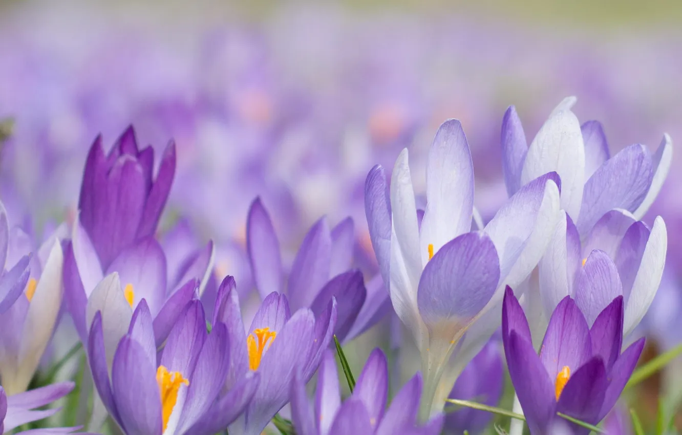 Photo wallpaper macro, flowers, spring, crocuses, pervisity