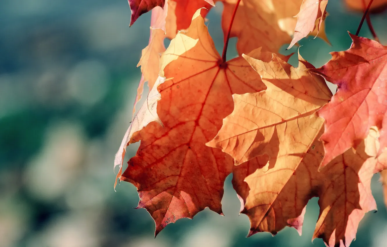 Photo wallpaper autumn, leaves, the sun, macro, rays, nature, photo, Wallpaper