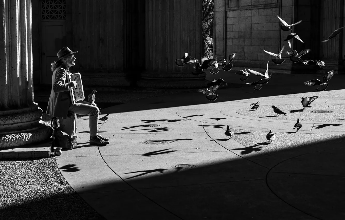 Photo wallpaper bird, people, pigeons, accordionist