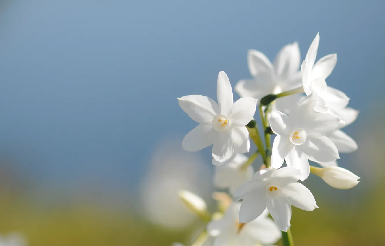 Photo wallpaper field, white, the sky, macro, flowers, blue, spring, petals