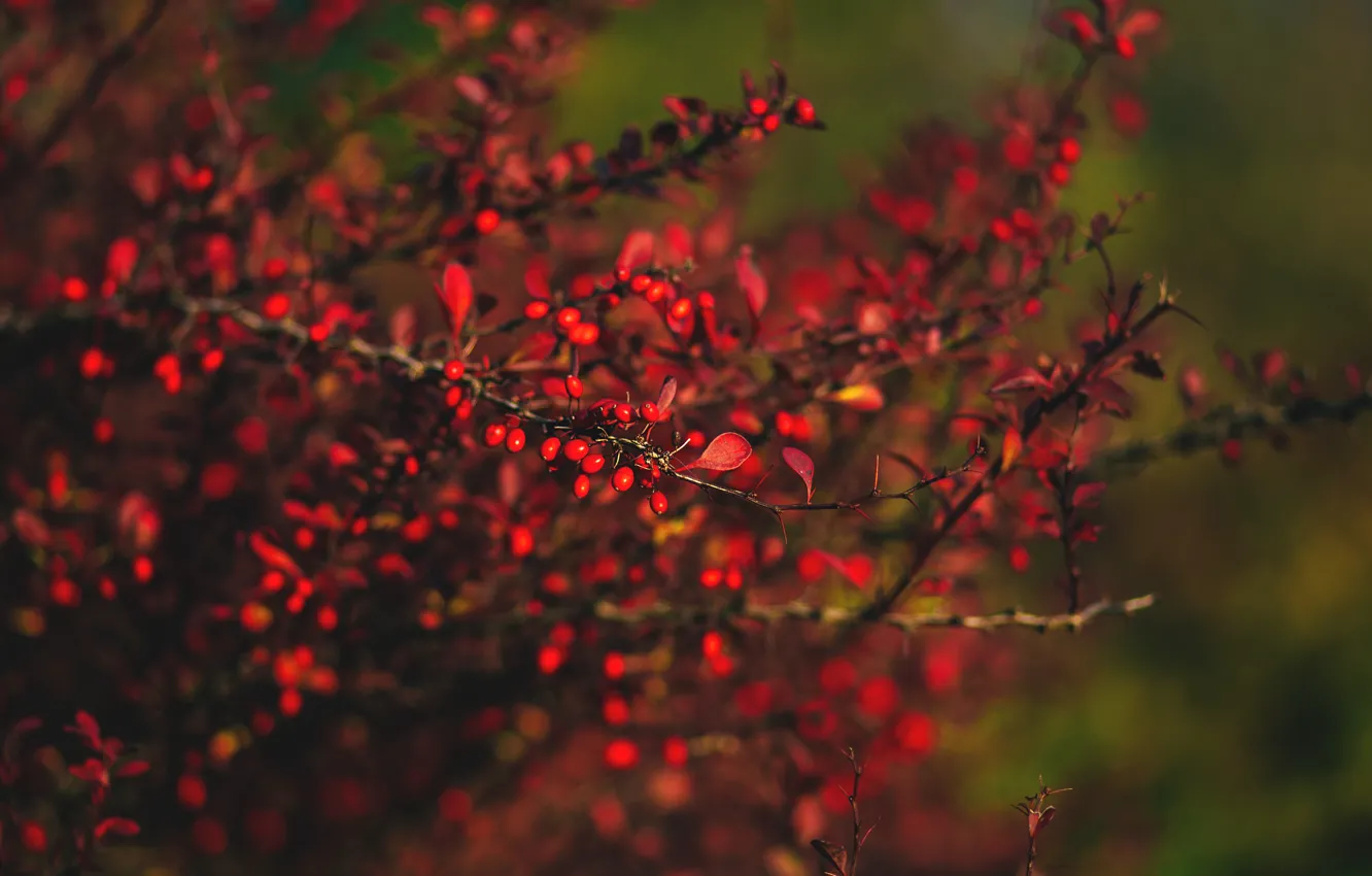 Photo wallpaper Red, Nature, Autumn, Plant, Garden, Ripe, Red, Nature