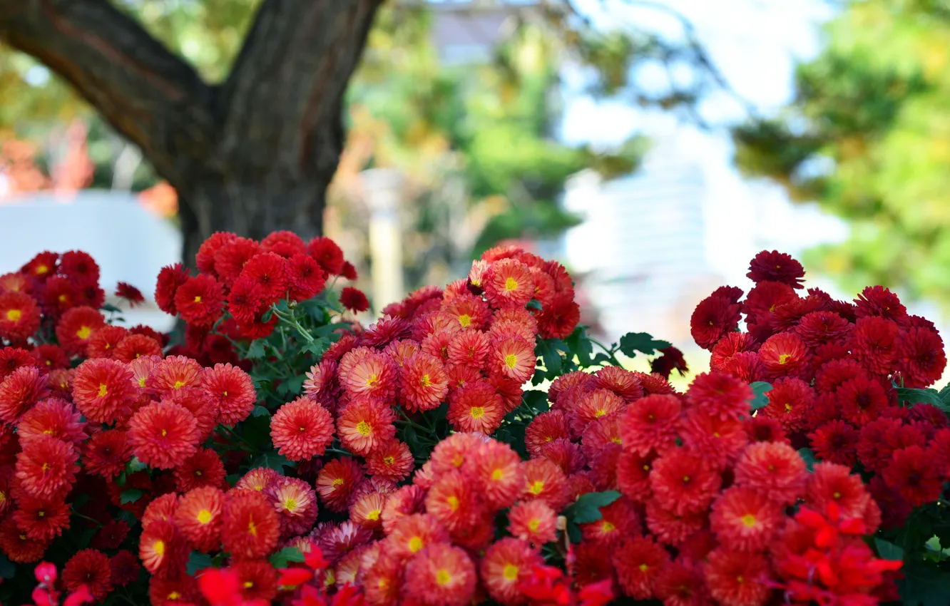 Photo wallpaper nature, red, chrysanthemum