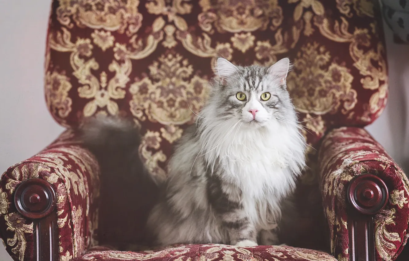 Photo wallpaper Maine Coon, kitty, red, pose, look, cat, grey, sitting