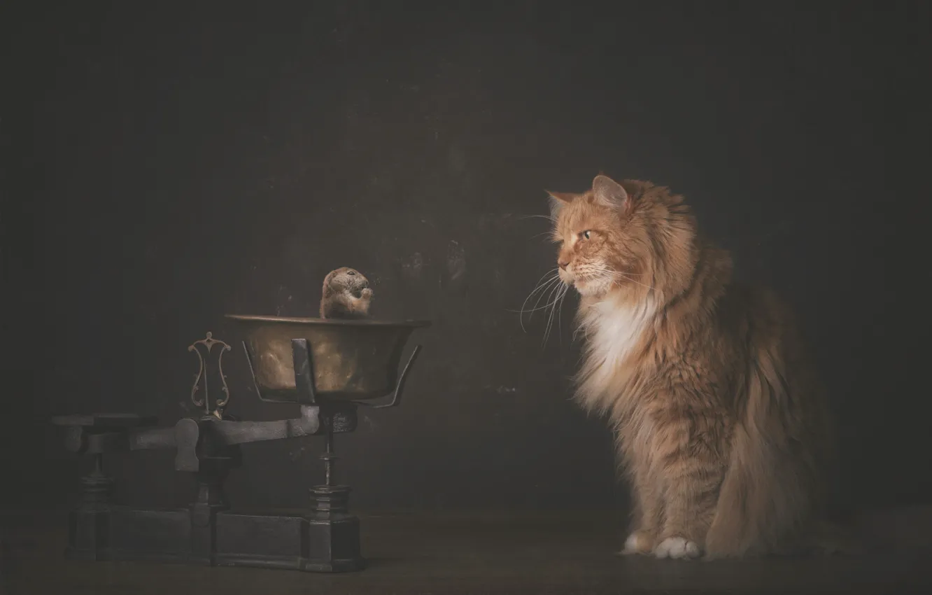 Photo wallpaper cat, cat, animal