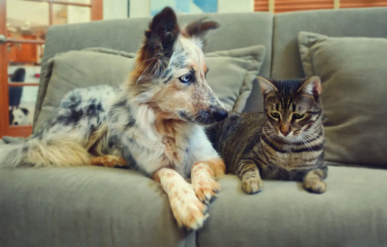 Photo wallpaper cat, cat, sofa, dog, friendship, pair, dog