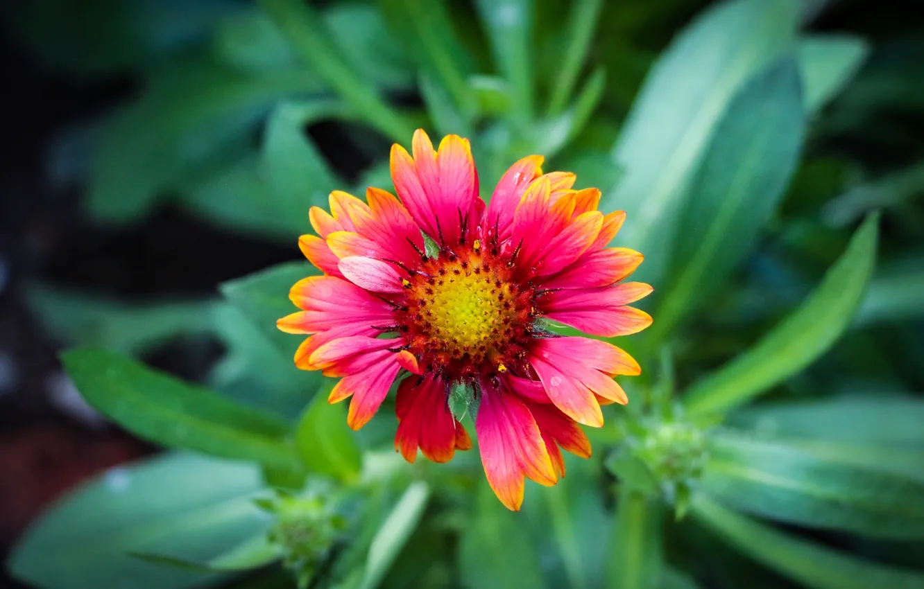 Photo wallpaper leaves, nature, petals, garden