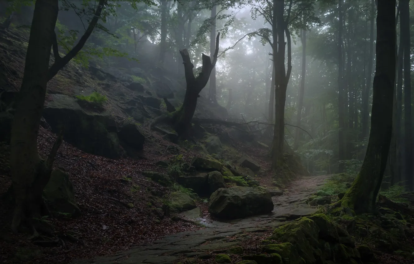 Photo wallpaper forest, trees, nature, stones, moss, Germany, path, Saxon Switzerland