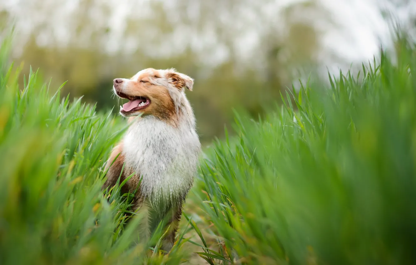 Photo wallpaper nature, each, dog