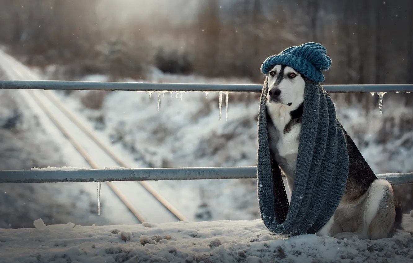 Photo wallpaper winter, snow, hat, dog, scarf, Svetlana Pisareva