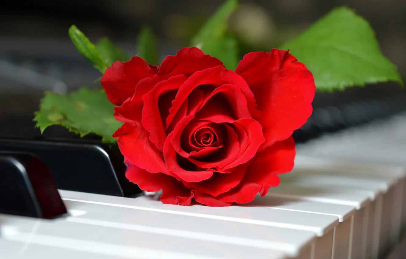 Photo wallpaper leaves, macro, flowers, red, roses, keys, piano, piano