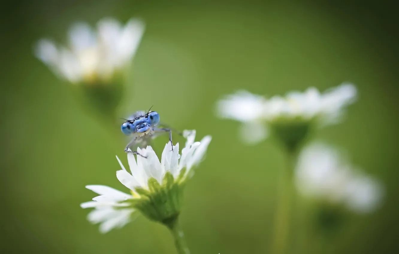 Photo wallpaper flowers, nature, insect