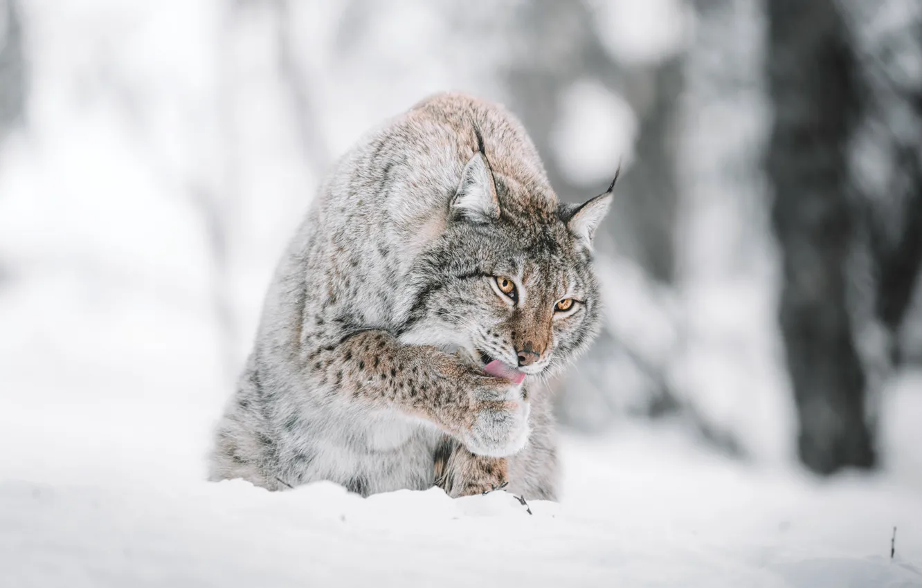 Photo wallpaper winter, language, look, face, snow, trees, nature, pose