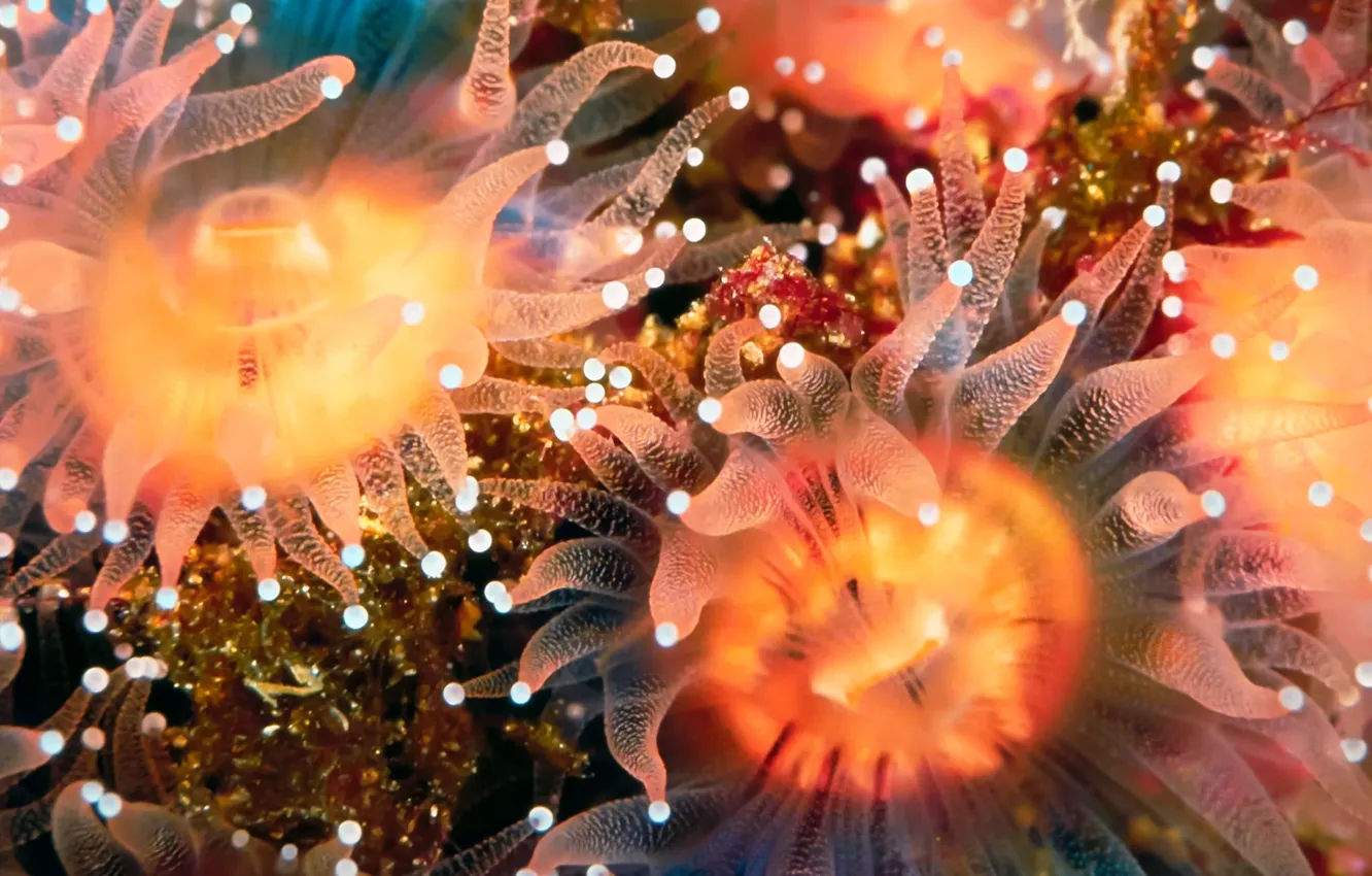 Photo wallpaper coral polyps, sea anemones, Sea anemones, Actiniaria