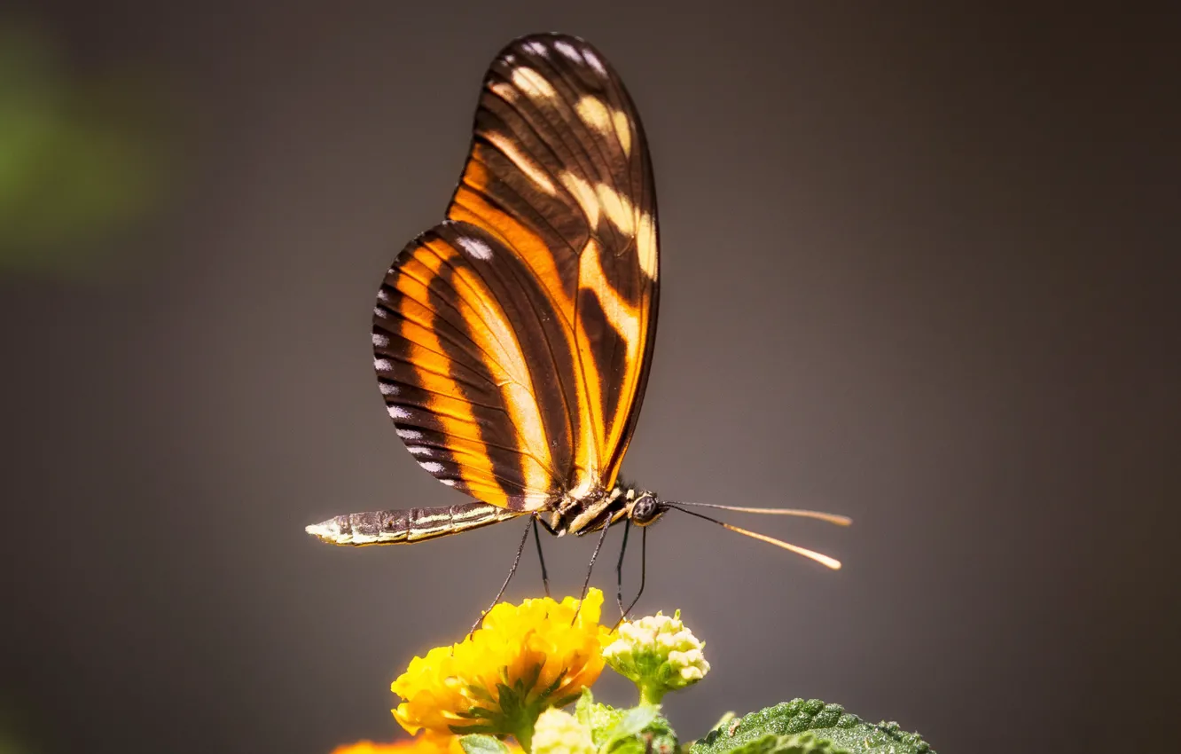 Photo wallpaper macro, flowers, butterfly, insect