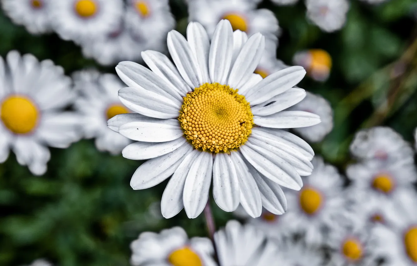 Photo wallpaper flowers, nature, chamomile