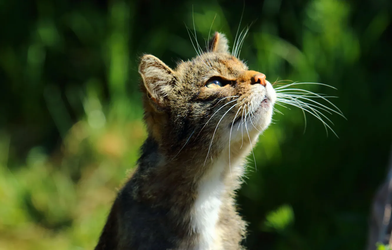 Photo wallpaper summer, cat, mustache, Koshak