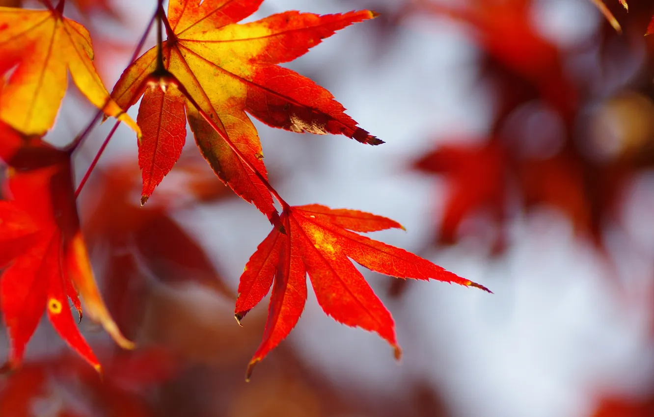 Photo wallpaper autumn, leaves, nature, maple
