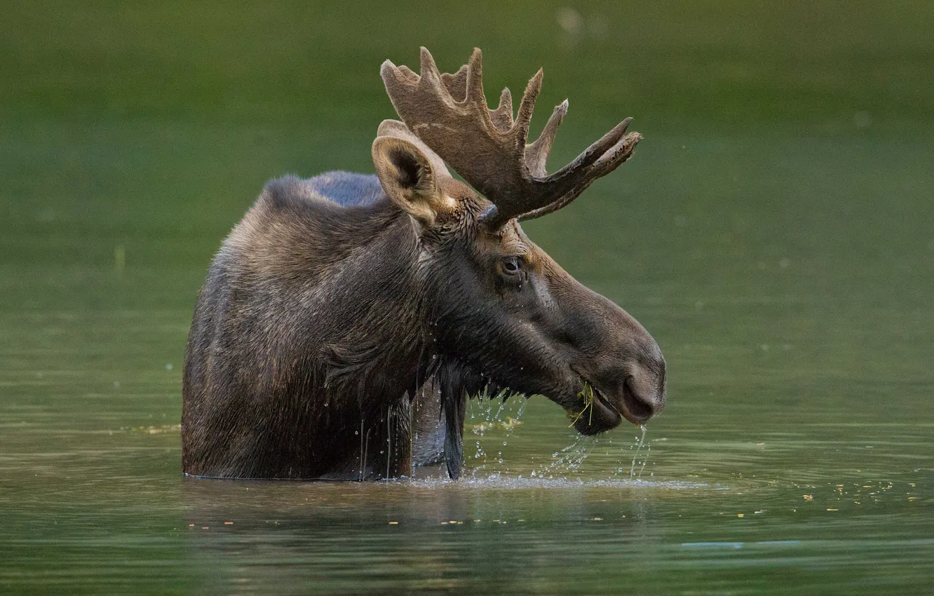 Photo wallpaper water, head, horns, moose