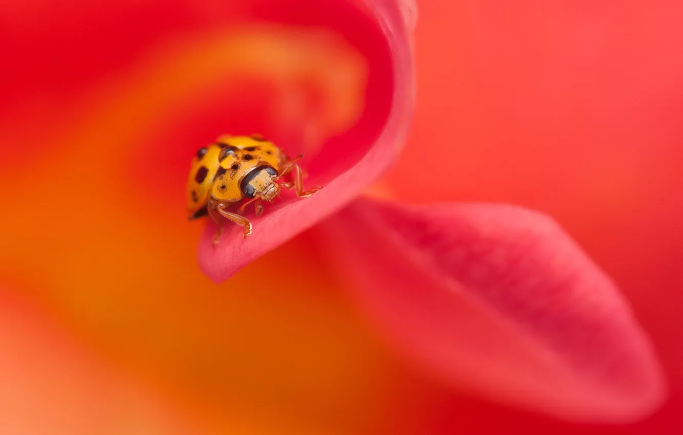 Photo wallpaper flower, macro, bug, insect