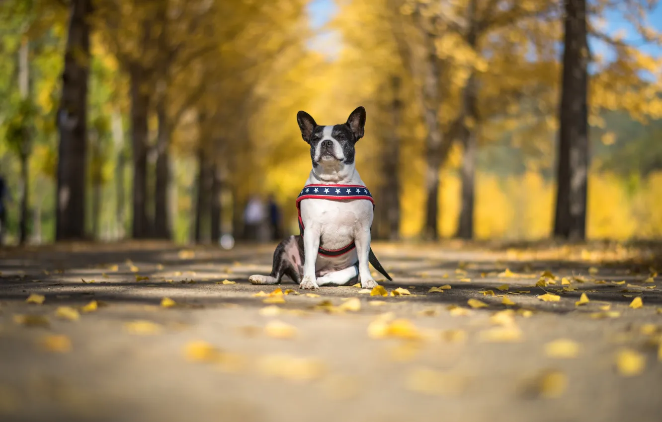 Photo wallpaper autumn, look, each, dog
