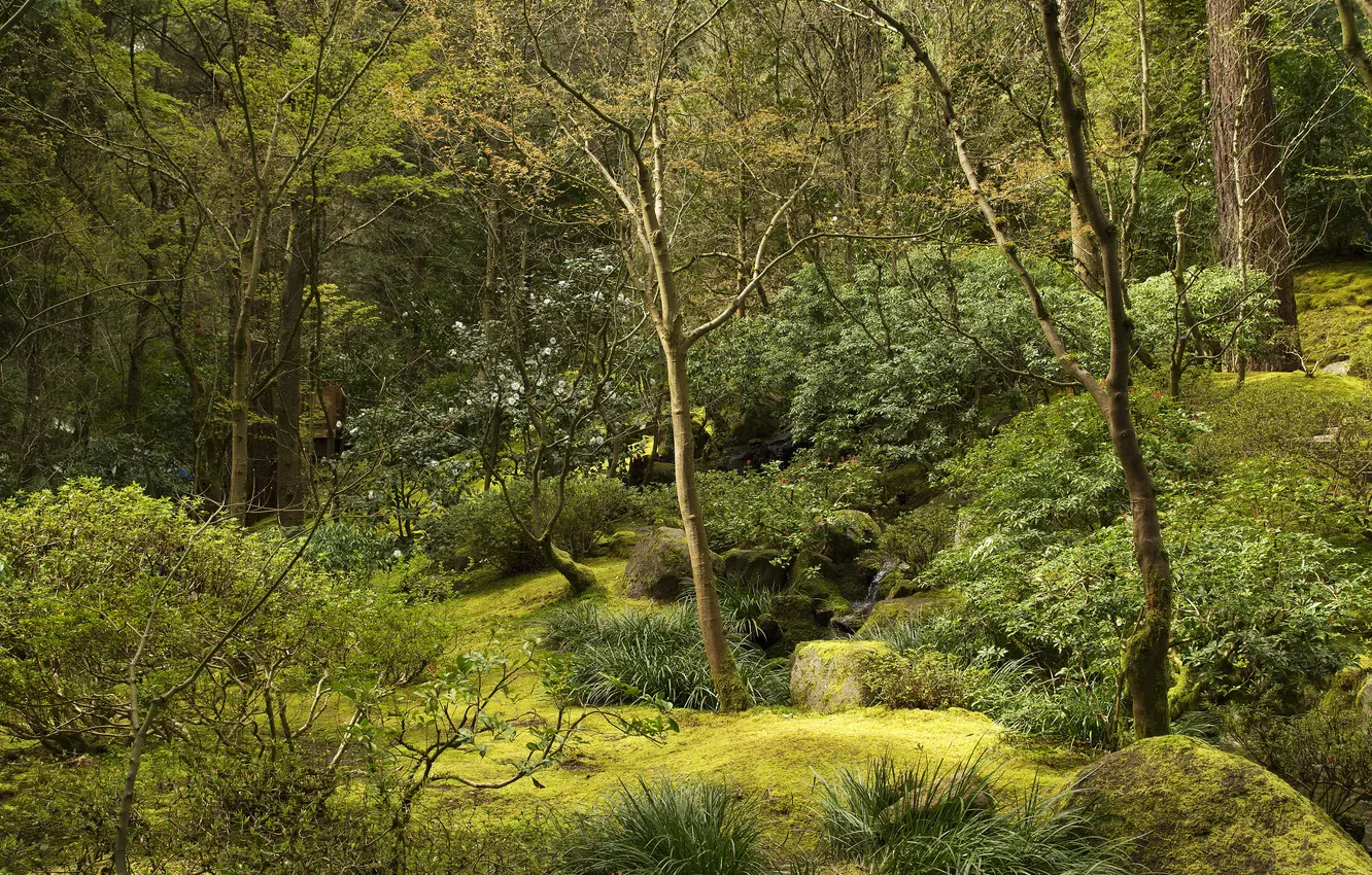 Photo wallpaper greens, trees, stream, stones, garden, USA, the bushes, Oregon