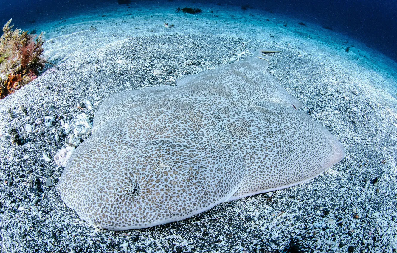 Wallpaper ocean, background, fish, camouflage for mobile and desktop