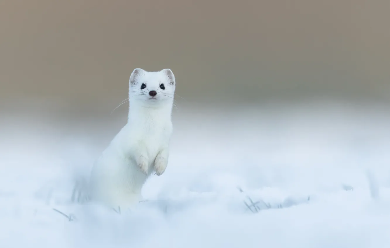 Photo wallpaper winter, snow, ermine