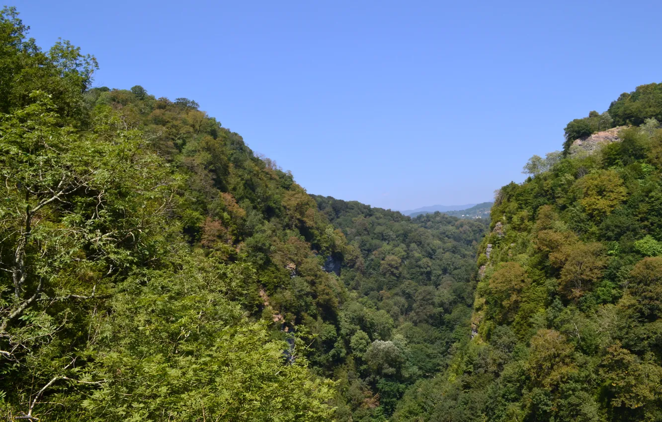 Photo wallpaper trees, mountains, grove, Sochi, boxwood