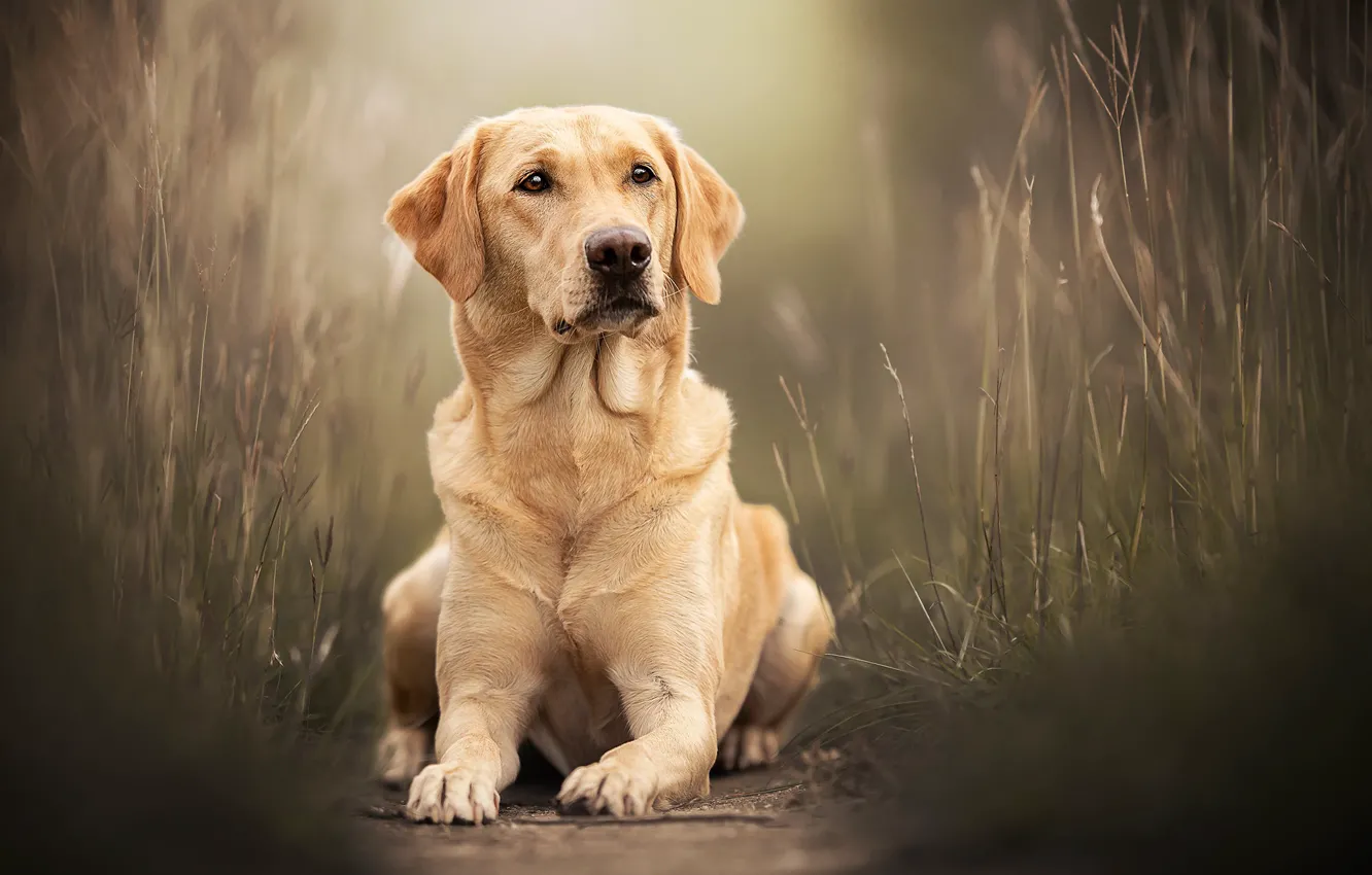 Photo wallpaper grass, portrait, dog, Labrador Retriever