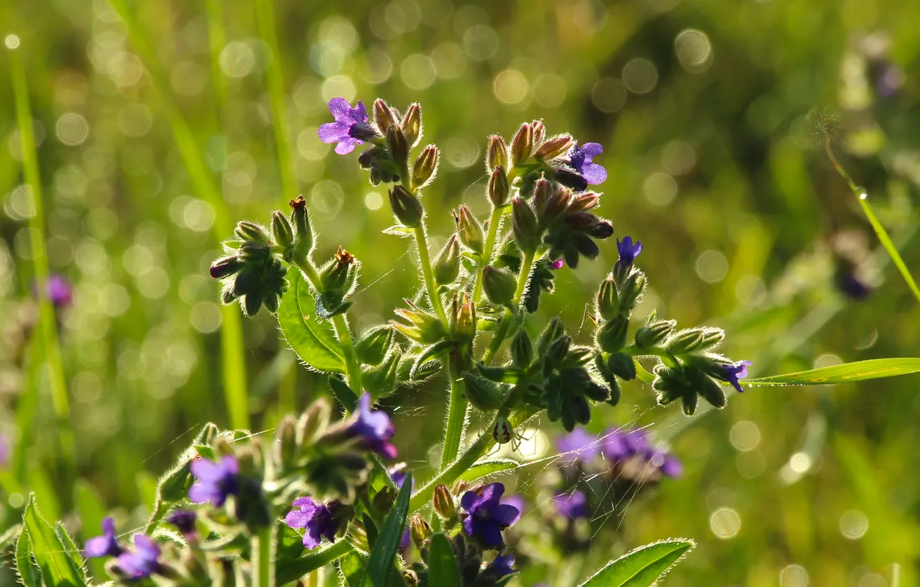 Photo wallpaper blue, Lower, meadow