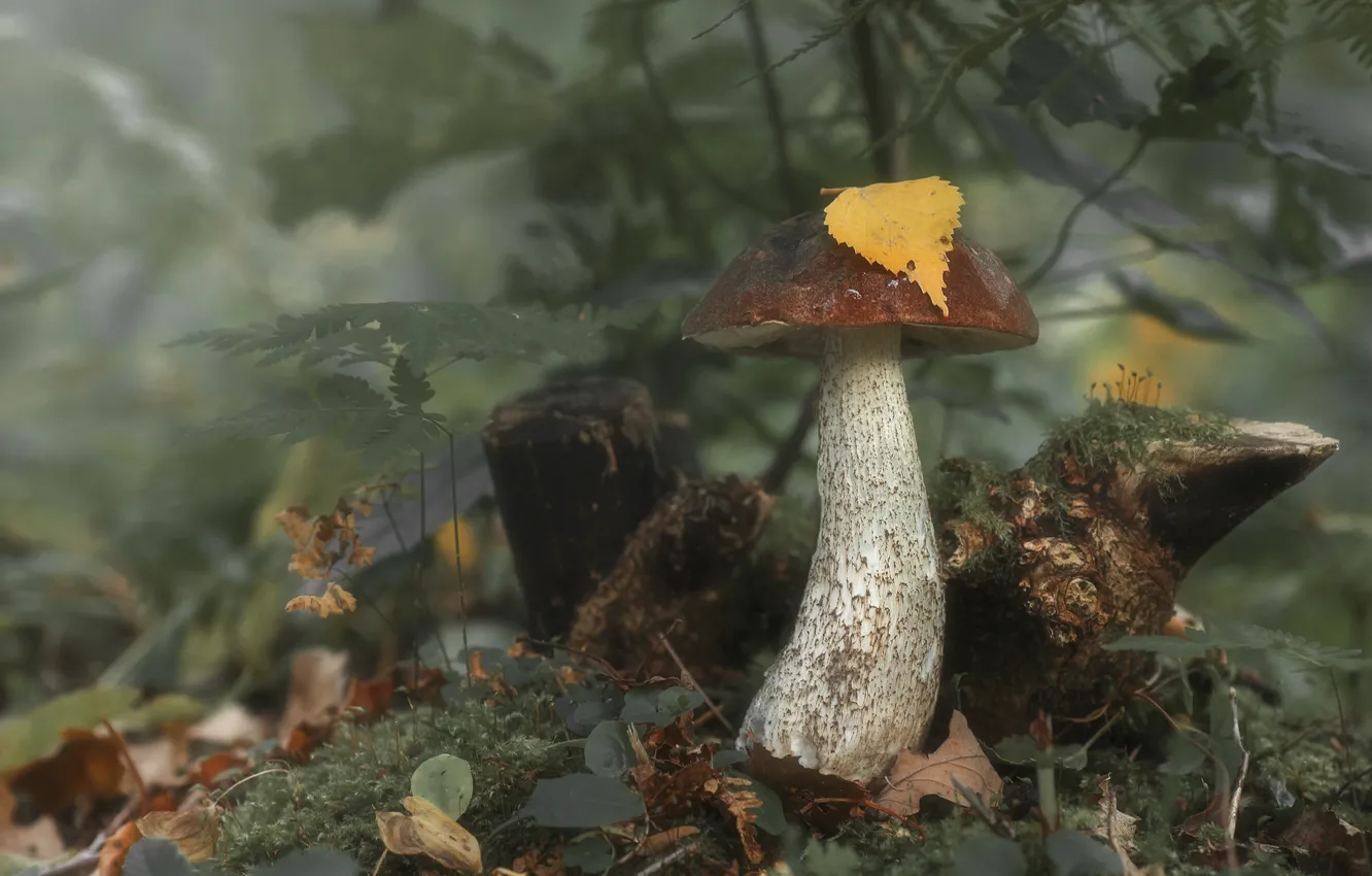 Photo wallpaper leaves, branches, nature, mushrooms, moss, Maxim Vyshar