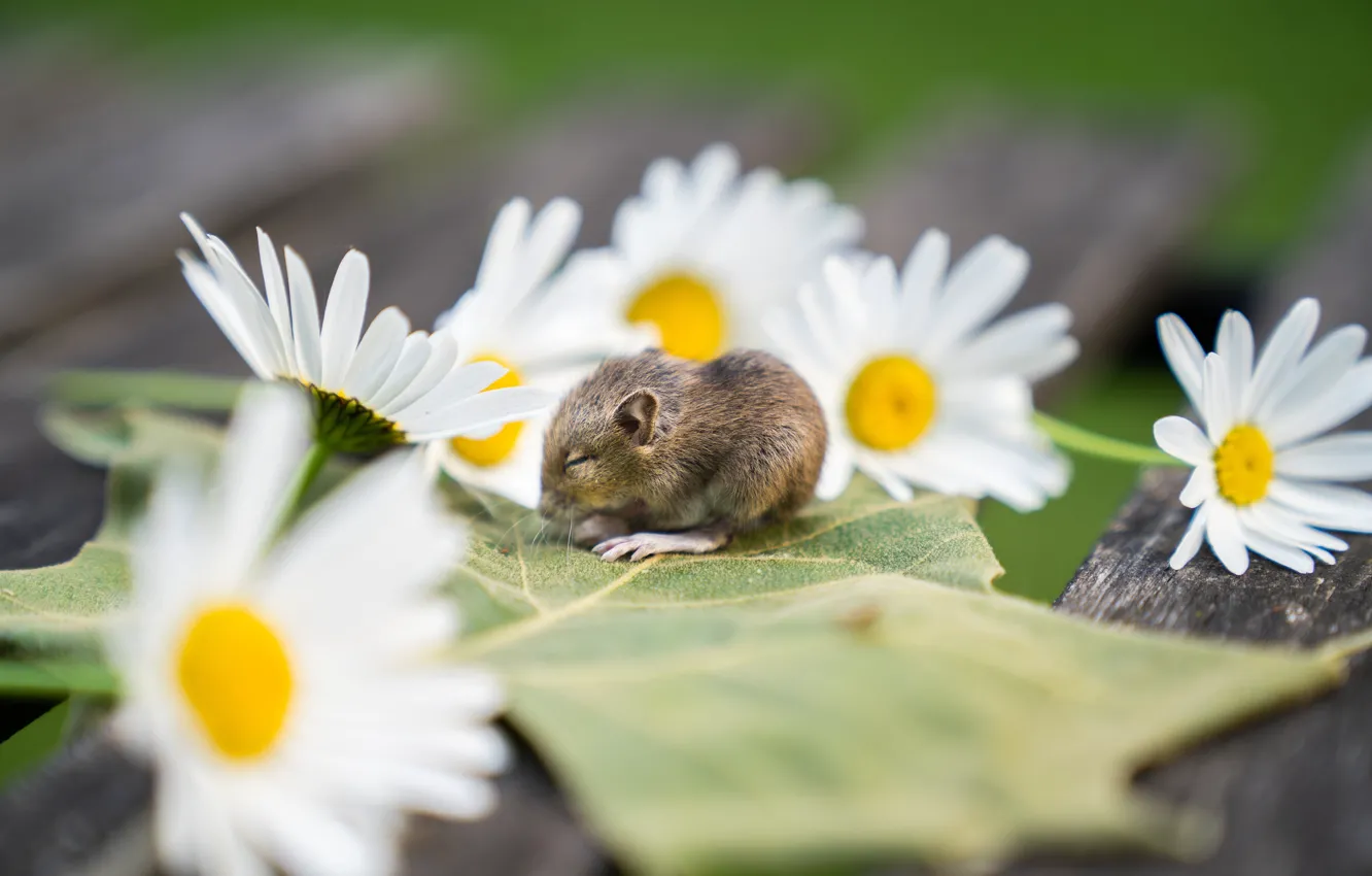 Photo wallpaper flowers, Board, leaf, chamomile, mouse, mouse, bokeh, mouse
