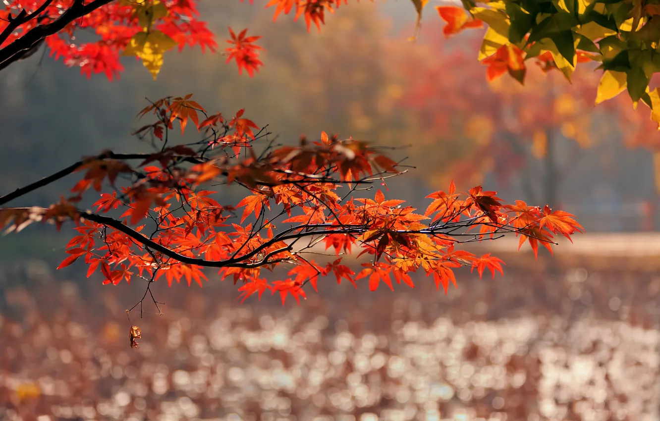 Photo wallpaper autumn, water, light, trees, branches, foliage, maple, pond