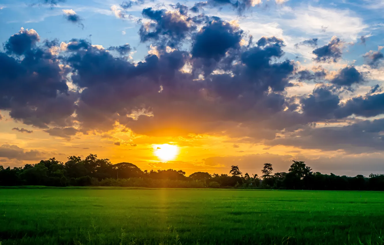 Photo wallpaper field, forest, the sky, grass, landscape, sunset