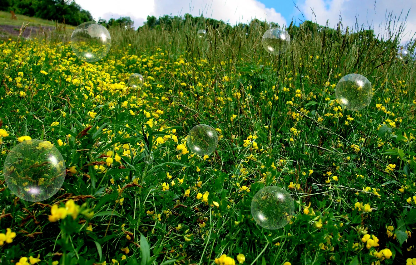 Photo wallpaper field, summer, grass, bubbles, summer, bubbles, grass, flowers