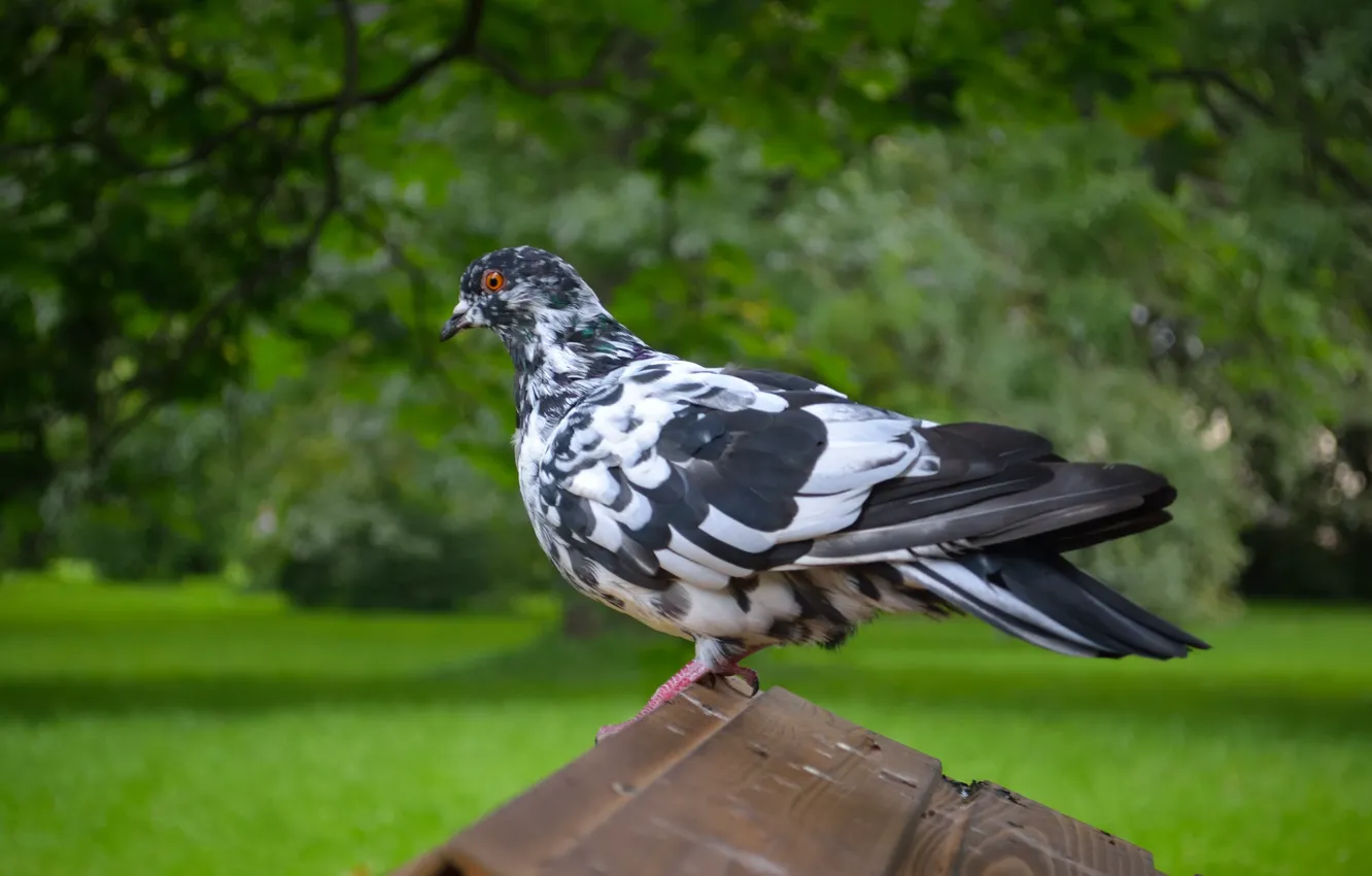 Photo wallpaper bird, pigeons, Caesar