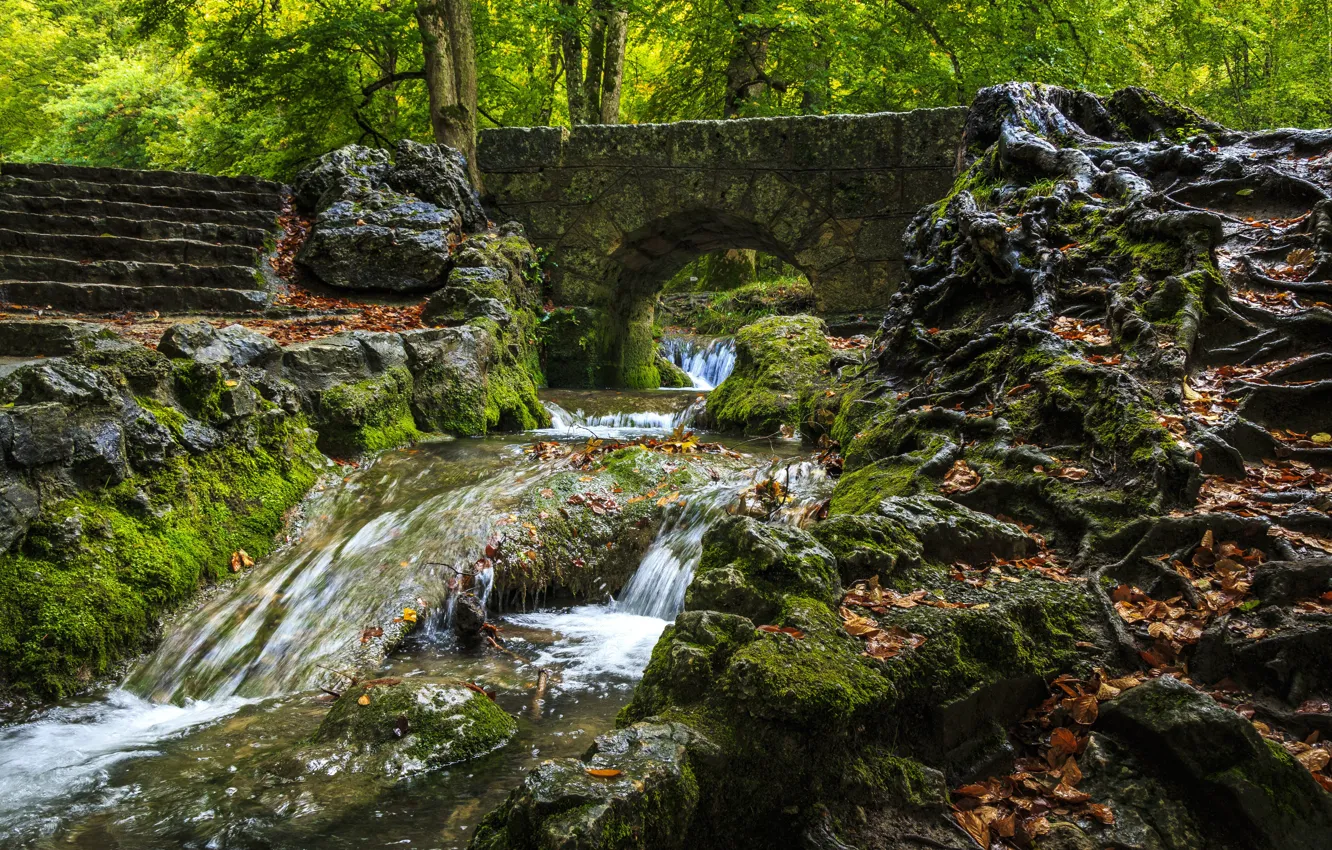 Photo wallpaper forest, trees, bridge, river, stones, moss, ladder