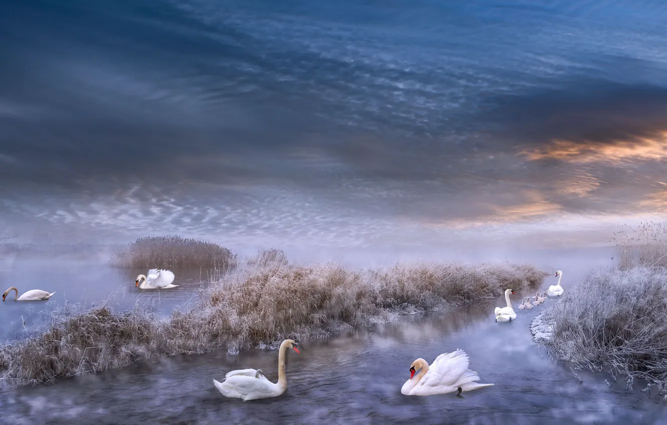 Photo wallpaper winter, frost, the sky, grass, clouds, snow, birds, clouds