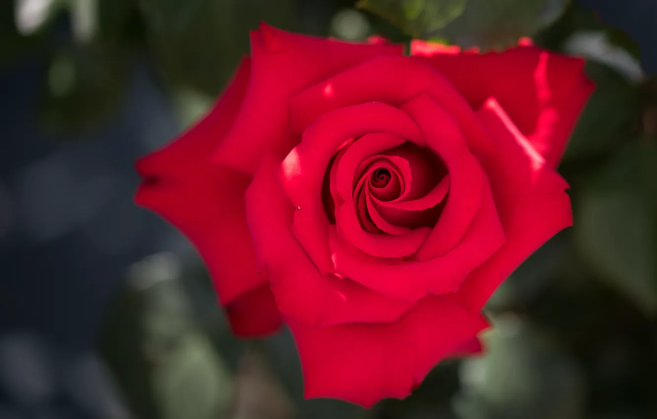 Photo wallpaper leaves, flowers, red, background, bright, roses, buds, scarlet
