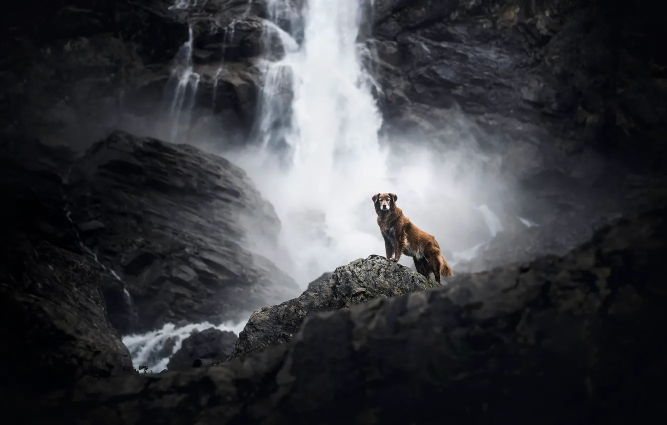 Photo wallpaper water, mountains, nature, stones, rocks, height, waterfall, dog